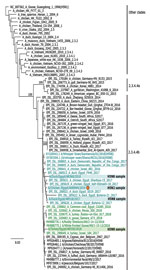 Thumbnail of Phylogenetic analysis of the hemagglutinin segments of reassortant highly pathogenic avian influenza H5N2 and H5N8 viruses belonging to clade 2.3.3.4b from Egypt and reference viruses. Sequence analysis was based on alignment analyses by MAFFT version 7.450 embedded in the Geneious software suite, version 11.1.7 (https://www.geneious.com) with manual editing. We performed maximum-likelihood calculations using PhyML version 3.0 (http://www.atgc-montpellier.fr/phyml); we chose the bes