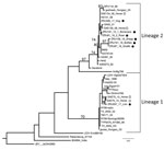 Thumbnail of Maximum-likelihood phylogram of the partial (215-nt) nonstructural protein gene used for identification of West Nile virus infection in wildlife and nonequine domestic animals, South Africa, 2010–2018. Tree was generated with RAXML (https://cme.h-its.org/exelixis/web/software/raxml) using the general time-reversible plus gamma model with 39 taxa and the AutoMRE bootstopping function invoked (bootstraps &gt;65 as branch support). Black circles indicate wildlife and nonequine domestic