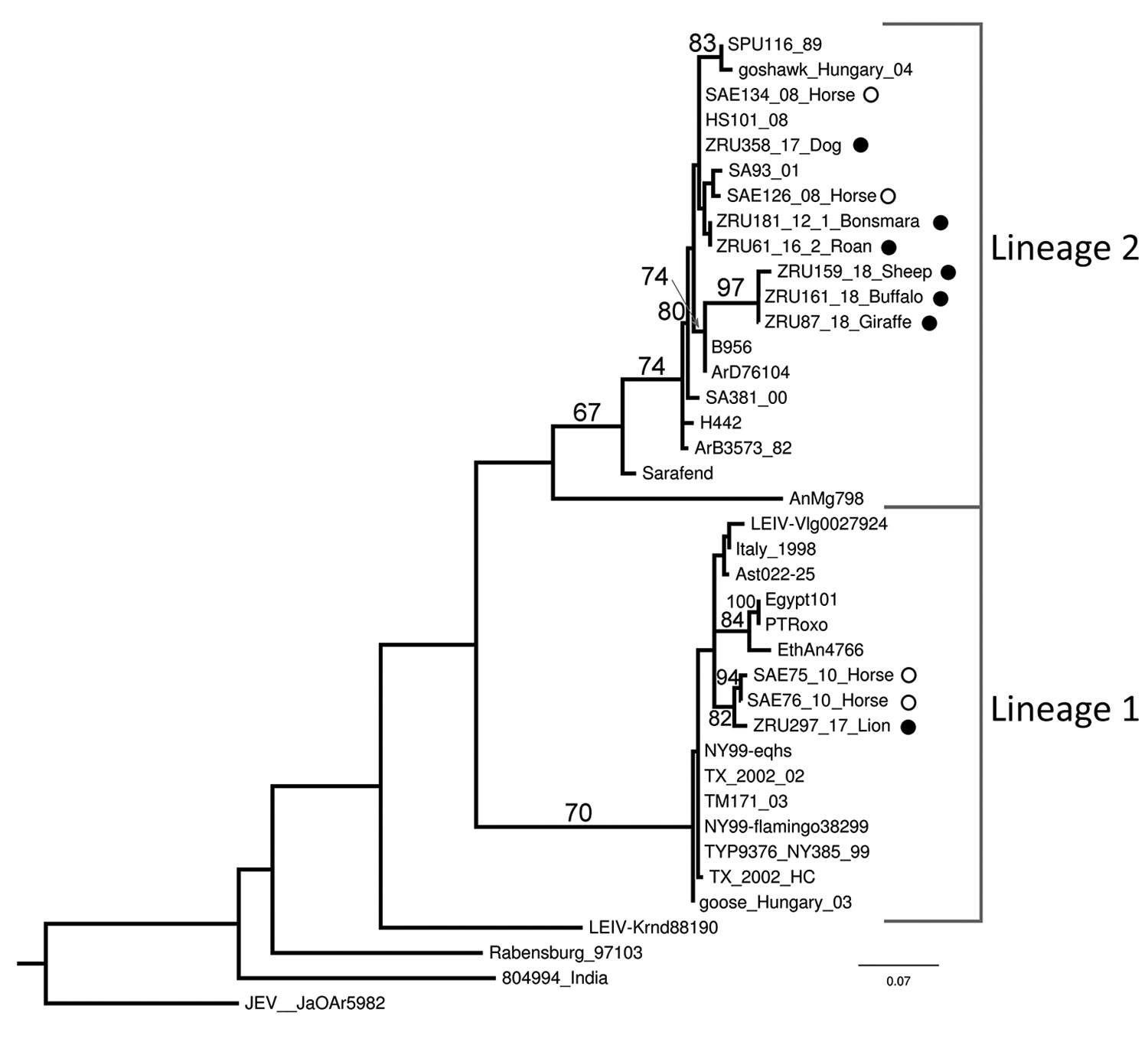 Maximum-likelihood phylogram of the partial (215-nt) nonstructural protein gene used for identification of West Nile virus infection in wildlife and nonequine domestic animals, South Africa, 2010–2018. Tree was generated with RAXML (https://cme.h-its.org/exelixis/web/software/raxml) using the general time-reversible plus gamma model with 39 taxa and the AutoMRE bootstopping function invoked (bootstraps &gt;65 as branch support). Black circles indicate wildlife and nonequine domestic animal seque