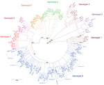 Thumbnail of Eight genotypes emerging from phylogenetic analysis of Mycobacterium ulcerans isolates from Buruli ulcer patients in Benin and Nigeria. This rooted circular phylogenetic tree was built by using PhyML (22) on the basis of the core alignment of all single-nucleotide polymorphisms obtained with Snippy 3.2 (19). The bootstraps values are only represented on primitive branches. Branches with bootstrap values &lt;70% were collapsed as polytomies. The outgroup (Papua New Guinea genomes) an