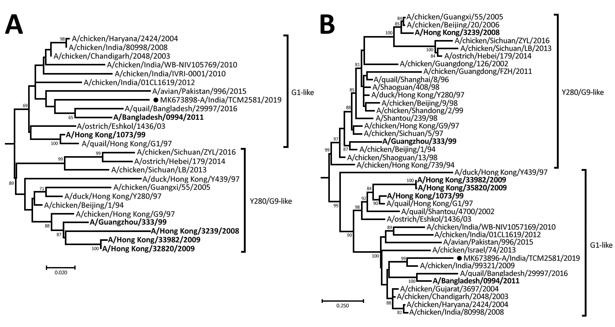 Phylogenetic tree of hemagglutinin gene (A) and neuraminidase gene (B) gene of influenza virus A/India/TCM 2581/2019(H9N2) from India (black circle) and reference strains. The numbers above the branches are the bootstrap probabilities (%) for each branch, determined by using the MEGA 7.0 (https://megasoftware.net). Human cases from other countries are in bold. Scale bars indicate substitutions per site.