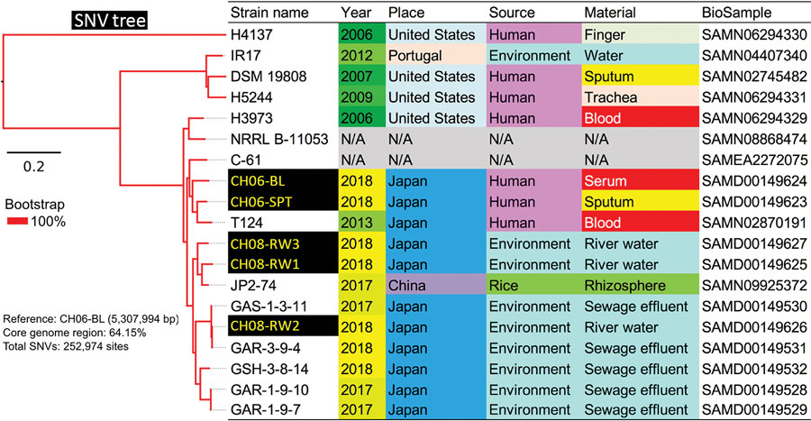 Core genome single-nucleotide variations in a phylogenetic analysis of 19 strains of Chromobacterium haemolyticum in a case of pneumonia associated with near-drowning in river water, Japan. In total, 252,974 SNV sites were detected in core genome region among 19 strains. The phylogenetic analysis with SNV data was constructed by maximum likelihood method. Two clinical isolates (CH06-BL and CH06-SPT) and 3 environmental isolates (CH08-RW1, CH08-RW2, and CH08-RW3) of C. haemolyticum in this study 