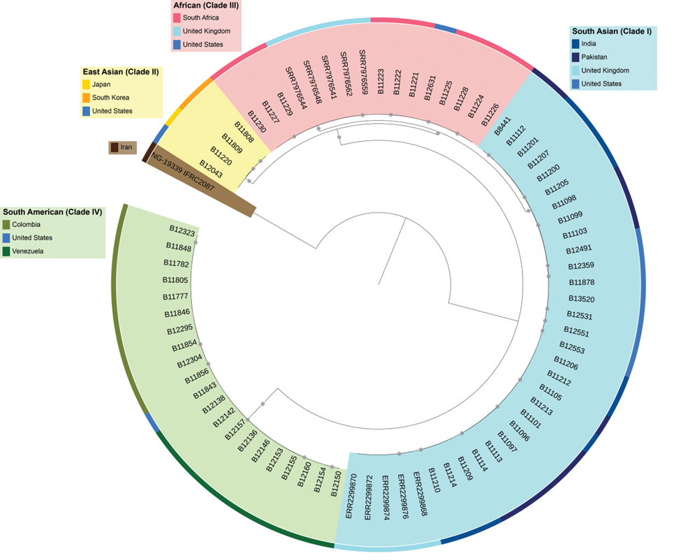 Major clades of Candida auris. Maximum-likelihood phylogenetic tree shows isolates from C. auris cases from 10 countries. Circles at nodes indicate separations with a bootstrap value &gt;99%.