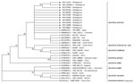 Thumbnail of Phylogenetic tree of internal transcribed spacer sequences of Sporothrix schenckii isolates from patients with sporotrichosis, Madagascar, March 2013–June 2017 (black triangles), and reference isolates (gray triangles). Fonsecaea pedrosoi was considered to be out of group. The tree was built by using MEGA7.0 software (https://www.megasoftware.net) and applying the maximum-likelihood method based on the Kimura 2-parameter model (100 bootstrap replicates). Strains are detailed in Appe