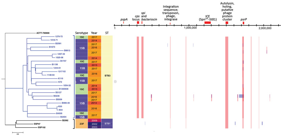 Phylogenic tree and recombination sites of 24 Streptococcus pneumoniae serotype 15B/C-ST83 isolates collected from Taiwan during 2013–2017 and 3 serotype 23F-ST81 isolates collected during an earlier study in Taiwan. Phylogenic tree compares these 27 isolates against the reference strain, S. pneumoniae Spain23F-ST81 ATCC-700669 (GenBank accession no. FM211187). Blue text represents the 15B/C-ST83 serotype isolates from this study, which cluster together in the tree. Recombination positions are b