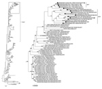 Thumbnail of Phylogenetic tree of MERS-CoV whole genome sequences obtained in Saudi Arabia (black dots) compared with 472 previously published human and camel genome sequences from GenBank. Tree inferred using MrBayes version 3.2.6 (https://nbisweden.github.io/MrBayes) under a general time-reversible model of nucleotide substitution with 4 categories of γ-distributed rate heterogeneity and a proportion of invariant sites. Box at the top of the tree on the left shows location of the tree on the r