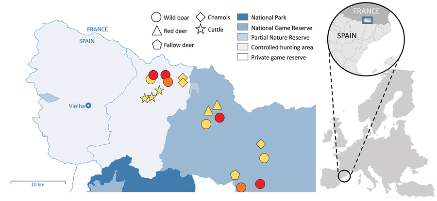 Outbreak area for wild boar tuberculosis (TB) cases, Spain, June 2017–March 2019. Circles show cases of wild boars with TB lesions. Stars indicate the location of cattle herds with positive skin tests (not confirmed at slaughterhouse); triangles, pentagons, and diamonds show locations of Mycobacterium tuberculosis complex–seropositive ungulates (no tissue samples were obtained from these animals). Colors indicate etiologic agent identification: red, M. microti; orange, any M. tuberculosis comple