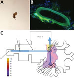Thumbnail of Investigation of multidrug-resistant bacteria spread by moth flies via biofilm in a hospital, Germany. A) Magnified Clogmia albipunctata moth fly. The length of the corpus is 2.5 mm. B) Fluorescence in situ hybridization (FISH) from biofilm of a sewage pipe with a blind end in the operating room (OR) using the pan-bacterial FISH-probe EUB338 labeled with fluorescein isothiocyanate (green), Pseudomonas aeruginosa specific probe labeled with Cy3 (orange), and nucleic acid stain DAPI (