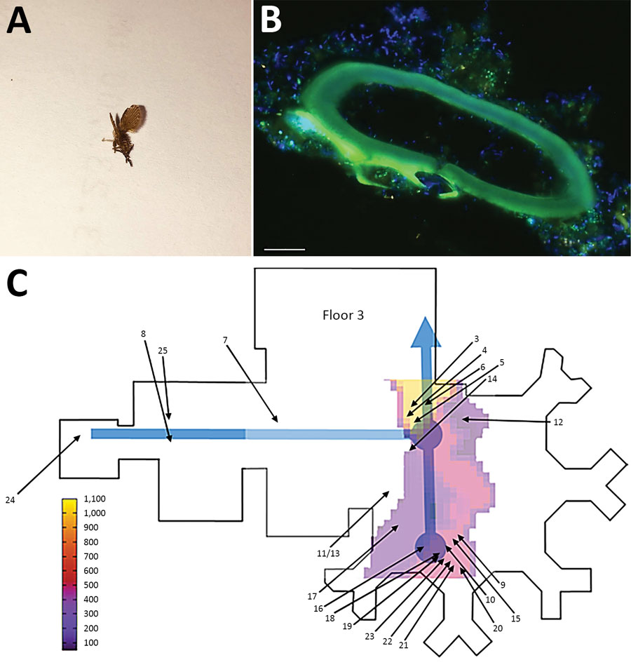 Investigation of multidrug-resistant bacteria spread by moth flies via biofilm in a hospital, Germany. A) Magnified Clogmia albipunctata moth fly. The length of the corpus is 2.5 mm. B) Fluorescence in situ hybridization (FISH) from biofilm of a sewage pipe with a blind end in the operating room (OR) using the pan-bacterial FISH-probe EUB338 labeled with fluorescein isothiocyanate (green), Pseudomonas aeruginosa specific probe labeled with Cy3 (orange), and nucleic acid stain DAPI (Thermo Fisher
