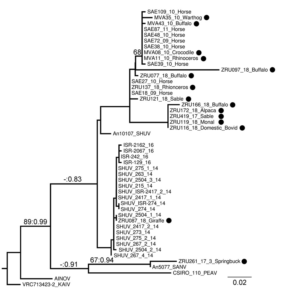 Phylogram of clade 1a, lineage I, of the Simbu serogroup (15) recovered from maximum-likelihood and Bayesian analyses of the small segment for SHUV isolates from wildlife and nonequine domestic animals, South Africa and reference sequences. Bootstrap values (maximum likelihood &gt;60) and posterior probabilities (&gt;0.8) are displayed on branches as support values. GenBank accession numbers for sequences from this study (black circles): MVA11_10_Rhinoceros, JQ726395; MVA08_10_Crocodile, JQ72639