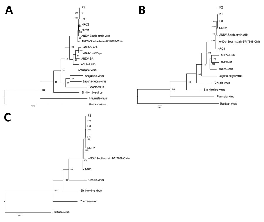 Phylogenetic analysis of hantaviruses based on complete genome of Andes virus (ANDV) isolated from case-patients in Argentina, 2014, and other orthohantaviruses characterized previously. A) Small (S) segment; B) medium (M) segment; C) large (L) segment. We used MrBayes version 3.2.7 (https://nbisweden.github.io/MrBayes) to reconstruct Bayesian maximum clade credibility trees. Numbers along branches are bootstrap values. Bootstrap support was based on 1,000 maximum-likelihood replicates. Scale ba