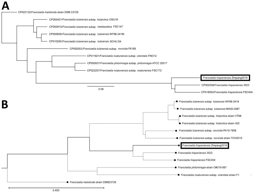 Comparisons of Francisella hispaniensis isolate from a 64-year-old male fisherman, China (black boxes), and reference sequences. A) Single-nucleotide polymorphisms. Scale bar for indicates expected substitutions per nucleotide position. B) k-mer phylogenetic tree. Scale bar indicates the branch lengths within the tree.