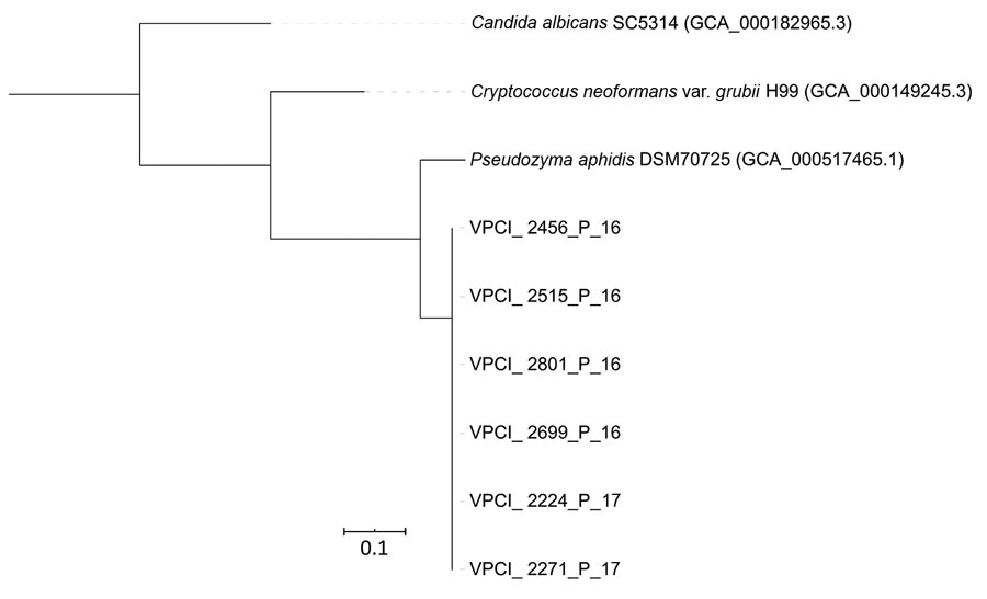 Whole-genome single-nucleotide polymorphism–based phylogenetic tree of 6 Dirkmeia churashimaensis isolates from cases of fungemia among patients in a neonatal intensive care unit, India. Other yeast species included for comparison. Scale bar indicates single-nucleotide polymorphism differences per site. VCPI, Vallabhbhai Patel Chest Institute (Delhi, India).