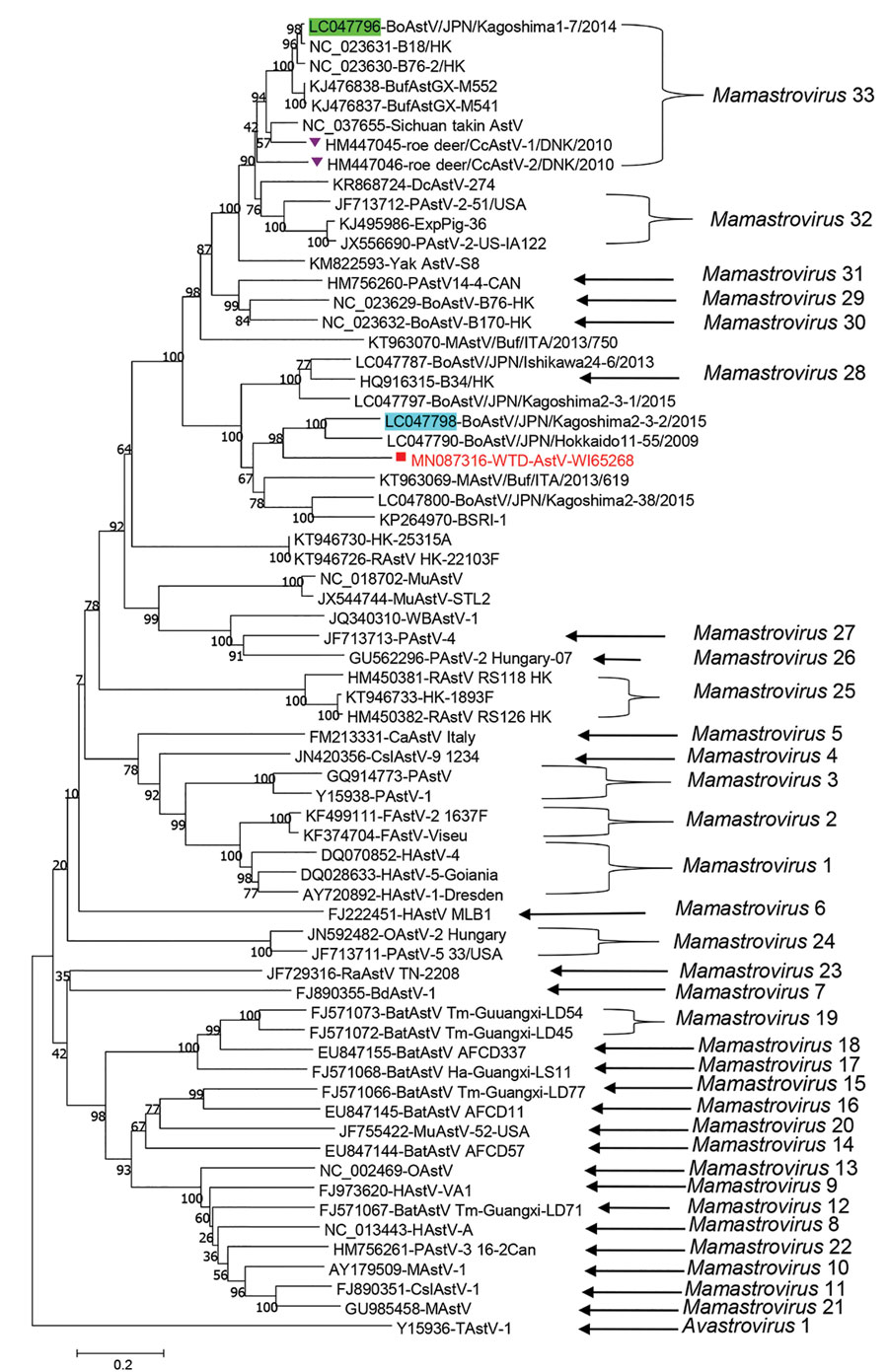 Phylogenetic analysis of amino acid sequence of open reading frame 2 of WTD-AstV WI65268 from deer in the United States, 2018 (red square), and potential parent viruses, including Kagoshima1-7 (green highlight), Kagoshima2-3-2 (blue highlight), and CcAstVs (purple triangles). Genus type is provided for viruses where that information was known. GenBank accession numbers are indicated, and bootstrap values are provided at nodes. Scale bar indicates amino acid changes per site. AstV, astrovirus; Bd