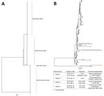 Thumbnail of Maximum-likelihood phylogenetic trees of Candida auris isolates from Victoria, Australia, in the context of international publicly available genomes. A) Complete tree; B) South Asian clade. Isolates from 4 patients in Victoria are indicated by colored dots on the inset tree; isolate details and patient travel history are provided in the key. Scale bars indicate substitutions per site.  