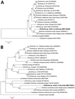 Thumbnail of Maximum-likelihood trees constructed from dsb and groESL sequences of Ehrlichia spp. infecting Amblyomma neumanni ticks in Argentina compared with reference strains. A) Tree constructed by using dsb Ehrlichia sequences of approximately the same length as the sequence identified in this study (341 positions included in the final dataset). B) Tree constructed by using groESL Ehrlichia sequences of approximately the same length as the sequence identified in this study (767 positions in
