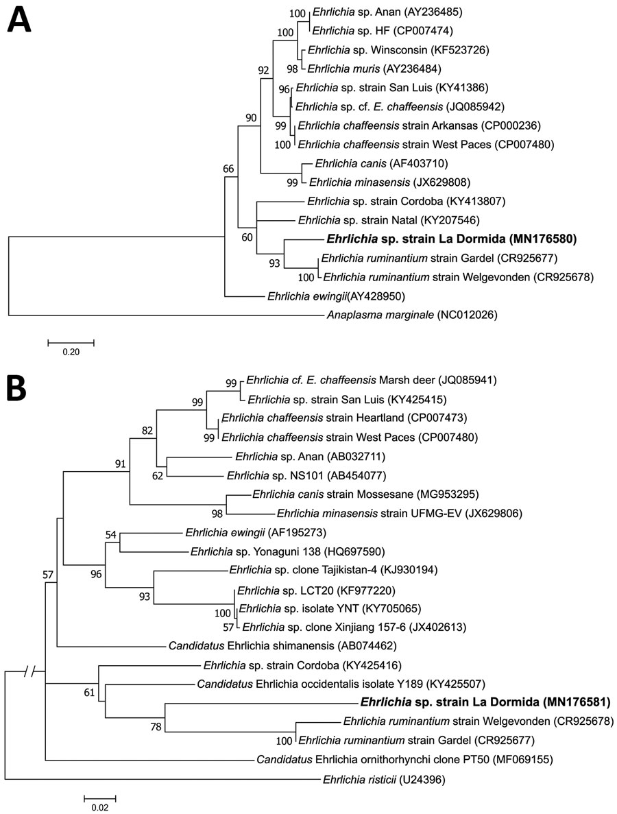 Maximum-likelihood trees constructed from dsb and groESL sequences of Ehrlichia spp. infecting Amblyomma neumanni ticks in Argentina compared with reference strains. A) Tree constructed by using dsb Ehrlichia sequences of approximately the same length as the sequence identified in this study (341 positions included in the final dataset). B) Tree constructed by using groESL Ehrlichia sequences of approximately the same length as the sequence identified in this study (767 positions included in the