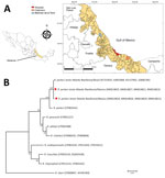 Thumbnail of Amblyomma ovale tick sampling sites and phylogenetic analysis of tickborne Rickettsia parkeri strain Atlantic Rainforest isolates (diamonds), state of Veracruz, Mexico, July–August 2018. A) Sites where A. ovale ticks were collected from dogs to assess prevalence of R. parkeri strain Atlantic Rainforest. Inset shows location of Veracruz state in Mexico. QGis (https://www.qgis.org) was used for map construction. B) Maximum-likelihood phylogenetic tree generated with concatenated segme