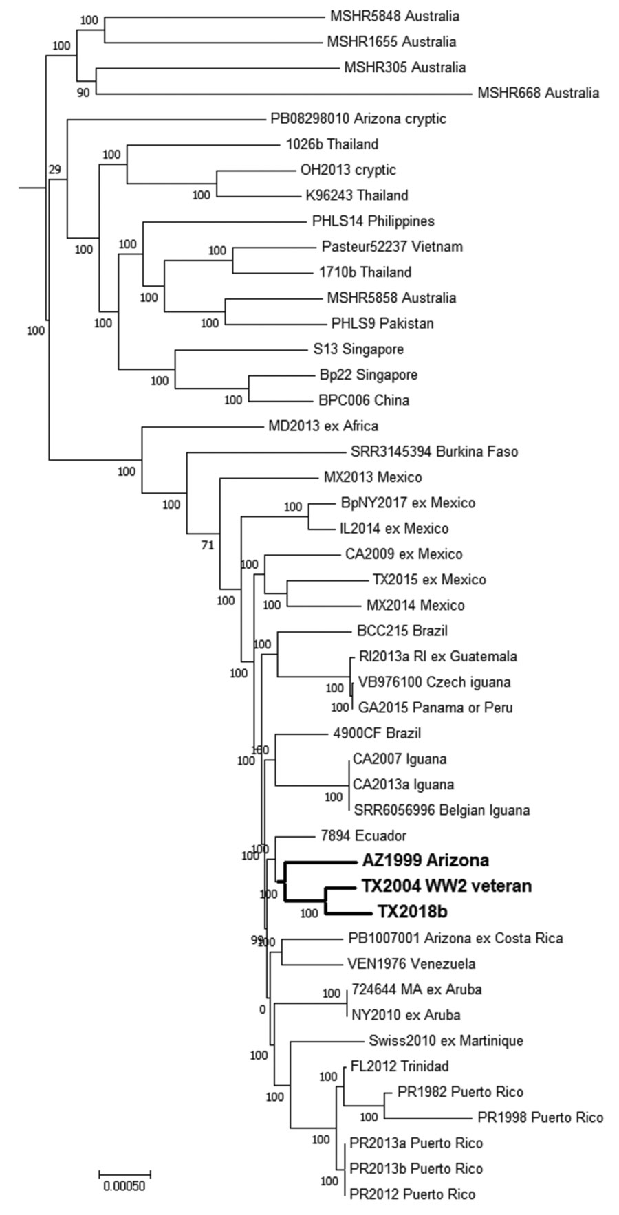 Dendrogram for characterization of Burkholderia pseudomallei isolate TX2018b from a 63-year-old man in Texas, USA, by comparison with reference genomes. Maximum-parsimony phylogenetic analysis based on core single-nucleotide polymorphisms (SNP) by using Parsnp, a component of the Harvest 1.3 software (https://github.com/marbl/harvest). Bold indicates clusters of genomes associated with the southwestern United States; the 2004 patient resided in the same county as the patient described in this ar