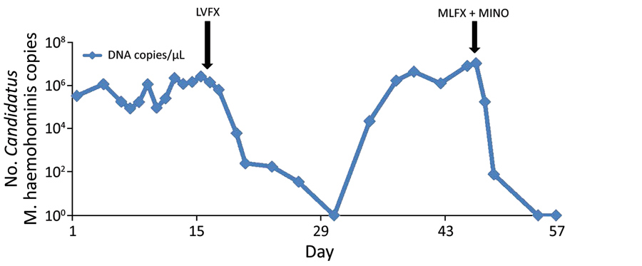 Copy number of the Candidatus Mycoplasma haemohominis genome in 1-μL serum samples from a 42-year-old man, Japan. Copy number was determined by using a real-time PCR. LVFX, levofloxacin; MINO, minocycline; MLFX, moxifloxacin.