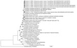 Thumbnail of Concatenated phylogenetic analysis of rickettsia gene fragments detected in Amblyomma parkeri ticks in Brazil. Gene fragments gltA (1,013 bp), htrA (370 bp), ompA (494 bp), and ompB (822 bp) were inferred by maximum-likelihood analysis with the evolution model T92 + G (Tamura model). Values on the branches indicate bootstrap values (cutoff value 70%). Stars indicate sequences obtained in this study. GenBank accession numbers are given in parentheses. Scale bar indicates nucleotide s