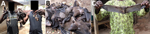 Thumbnail of Bat hunters and bats captured during a bat festival, Idanre area, Nigeria, 2013. A) Bat hunters with slingshots and bats captured during a bat festival. B) Bats captured during a bat festival. C) Bat hunter with a bat captured during a bat festival. 