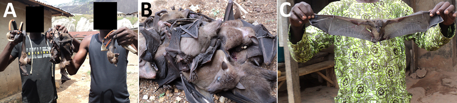 Bat hunters and bats captured during a bat festival, Idanre area, Nigeria, 2013. A) Bat hunters with slingshots and bats captured during a bat festival. B) Bats captured during a bat festival. C) Bat hunter with a bat captured during a bat festival. 