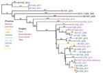 Thumbnail of Maximum parsimony phylogenetic analysis, including 100 bootstrap statistical replicates, and epidemiologic data for Rhizopus microsporus var. rhizopodiformis, including 21 isolates from Argentina, 2006–2014; 3 control isolates (in black); and the public genome of American Type Culture Collection 11559, highlighting a lack of solid evidence for a common source for the surgical infections. Branch colors denote the province; isolate name colors denote the surgery type. The single-nucle