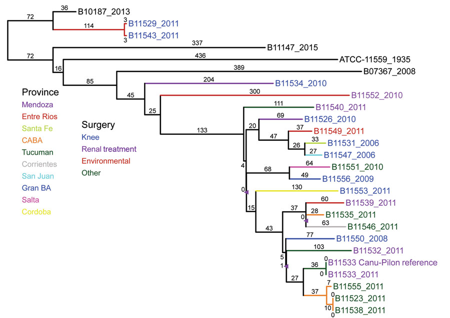 Maximum parsimony phylogenetic analysis, including 100 bootstrap statistical replicates, and epidemiologic data for Rhizopus microsporus var. rhizopodiformis, including 21 isolates from Argentina, 2006–2014; 3 control isolates (in black); and the public genome of American Type Culture Collection 11559, highlighting a lack of solid evidence for a common source for the surgical infections. Branch colors denote the province; isolate name colors denote the surgery type. The single-nucleotide polymor