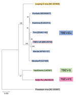 Thumbnail of Phylogenetic relationship between TBEV-UK from a tick in the United Kingdom and contemporary strains of TBEV. The tree was constructed with a maximum-likelihood analysis using full-length complete TBEV genomes and is rooted with the tickborne Powassan virus. GenBank accession numbers of each sequence are provided in brackets. TBEV, tick-borne encephalitis virus; TBEV-Eu, TBEV-European; TBEV-FE, TBEV-Far Eastern; TBEV-S, TBEV-Siberian; TBEV-UK, TBEV-United Kingdom.