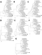 Thumbnail of Phylogenetic trees for the 7 nucleotide genomic segments of D/bovine/Yamagata/1/2019 (arrow), an influenza D virus of a new phylogenetic lineage, Japan. A) Polymerase basic protein 2; B) polymerase basic protein 1; C) polymerase protein 3; D) hemagglutinin-esterase-fusion protein; E) nucleoprotein; F) matrix protein; and G) nonstructural protein segments. Maximum-likelihood analysis, in combination with 500 bootstrap replicates, was used to derive trees based on nucleotide sequences