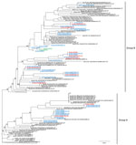 Phylogeny of Middle East respiratory syndrome coronavirus (MERS-CoV) sequenced from nasal and rectal samples collected from camels in an abattoir, Saudi Arabia. Phylogeny was constructed by using IQTREE (http://www.iqtree.org) with the automatic nucleotide transition model selection. Branch supports, shown at major nodes, were generated by ultrafast bootstrap approximation (Appendix). Genomes generated from this study are underlined; asterisks (*) indicate viruses from humans. Blue indicates viruses from camels from Saudi Arabia; red indicates viruses in camels imported from Sudan; green indicates viruses in camels imported from Somalia. The overall topology of the phylogeny of MERS-CoV also is available (Appendix Figure). Scale bar indicates 104 mutations per site.