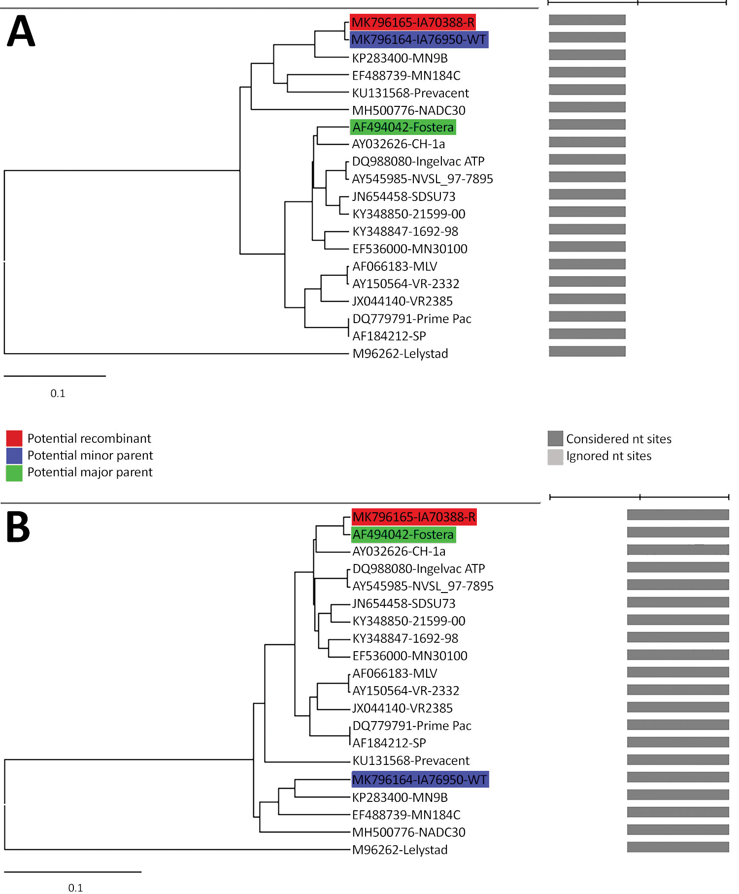 Genome recombination analysis of the IA70388-R strain of porcine reproductive and respiratory syndrome virus, United States, 2018. A) UPGMA of region derived from major parent (1–6742). B) UPGMA of region derived from major parent (6743–15642 nt). Phylogenies of the parent strains were identified using RDP version 4.24 software (http://web.cbio.uct.ac.za/~darren/rdp.html). Red indicates the recombinant (IA70388-R); green indicates the major parent strain (the Fostera vaccine strain); blue indica