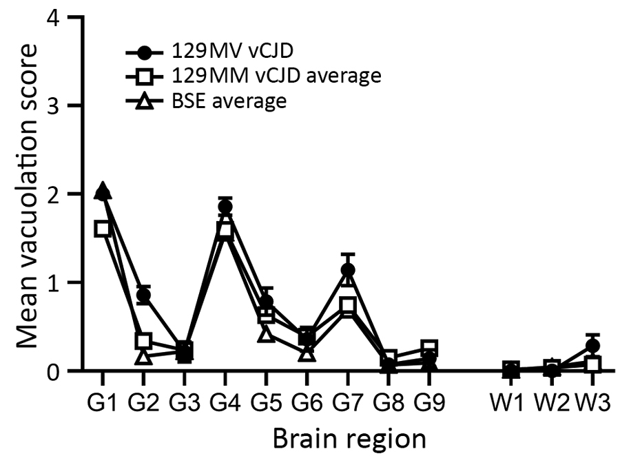 Vacuolation profiles of a clinical case of vCJD in a prion protein gene codon 129MV individual, pooled data from UK 129MM cases (n = 7) and pooled data from UK bovine spongiform encephalopathy cases (n = 8) show similarities in vacuolar pathology intensity and distribution in wild-type mouse brains. Data show mean ± SEM of clinical and pathological positive mice (n≥6 per group). G1–G9, gray matter scoring regions: G1, medulla; G2, cerebellum; G3, superior colliculus; G4, hypothalamus; G5, thalam