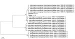 Thumbnail of Neighbor-joining phylogenetic tree based of 256 bp of Leptospira lfb1 gene of isolates from South Africa and reference sequences. Leptospira sequences collected during this study are labeled according to sample source (rodent, water) and the number of sequences indicated. Reference sequences include lfb1 sequences from isolates obtained from human cases of leptospirosis in New Caledonia (3). GenBank accession numbers are provided in parentheses. Scale bar indicates nucleotide substi
