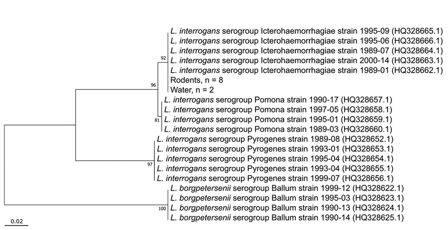 Neighbor-joining phylogenetic tree based of 256 bp of Leptospira lfb1 gene of isolates from South Africa and reference sequences. Leptospira sequences collected during this study are labeled according to sample source (rodent, water) and the number of sequences indicated. Reference sequences include lfb1 sequences from isolates obtained from human cases of leptospirosis in New Caledonia (3). GenBank accession numbers are provided in parentheses. Scale bar indicates nucleotide substitutions per s