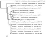 Thumbnail of Neighbor-joining phylogenetic tree of a MAFFT alignment (https://mafft.cbrc.jp/alignment/server) of the V3–V4 region of the Diplorickettsia 16S rRNA gene, including the novel amplicon sequence variant identified in Vermont, USA (bold). A total of 427 bases were aligned and 363 conserved sites were used for neighbor-joining phylogeny, with 100 bootstrap iterations. The 341F and 875R primers were used to amplify these regions (6). Default alignment parameters were used for alignment a