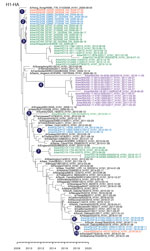 Thumbnail of Maximum-clade credibility tree showing the time of emergence from humans and divergence of swine influenza A and influenza A(H1N1)pdm09 virus among swine populations in Australia. Numbers 1–10 denote inferences of individual introductions from humans to swine, and virus names are colored by state of collection: red, New South Wales; blue, Queensland; green, Victoria; purple, Western Australia. Time-scaled phylogenies were estimated by using the uncorrelated log-normal relaxed clock 