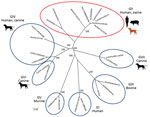 Thumbnail of Phylogenetic tree of whole genome sequences of canine noroviruses (red dots) and human noroviruses (blue triangles) from Thailand and reference sequences. Genogroups GI–GVII are indicated by red oval, blue circle, and blue ovals. The tree was constructed by using MEGA version 7.026 (https://www.megasoftware.net) with the neighbor-joining algorithm and bootstrap analysis with 1,000 replications. Numbers along branches are bootstrap values. Scale bar indicates nucleotide substitutions