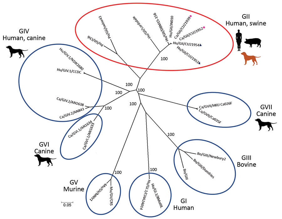Phylogenetic tree of whole genome sequences of canine noroviruses (red dots) and human noroviruses (blue triangles) from Thailand and reference sequences. Genogroups GI–GVII are indicated by red oval, blue circle, and blue ovals. The tree was constructed by using MEGA version 7.026 (https://www.megasoftware.net) with the neighbor-joining algorithm and bootstrap analysis with 1,000 replications. Numbers along branches are bootstrap values. Scale bar indicates nucleotide substitutions per site.