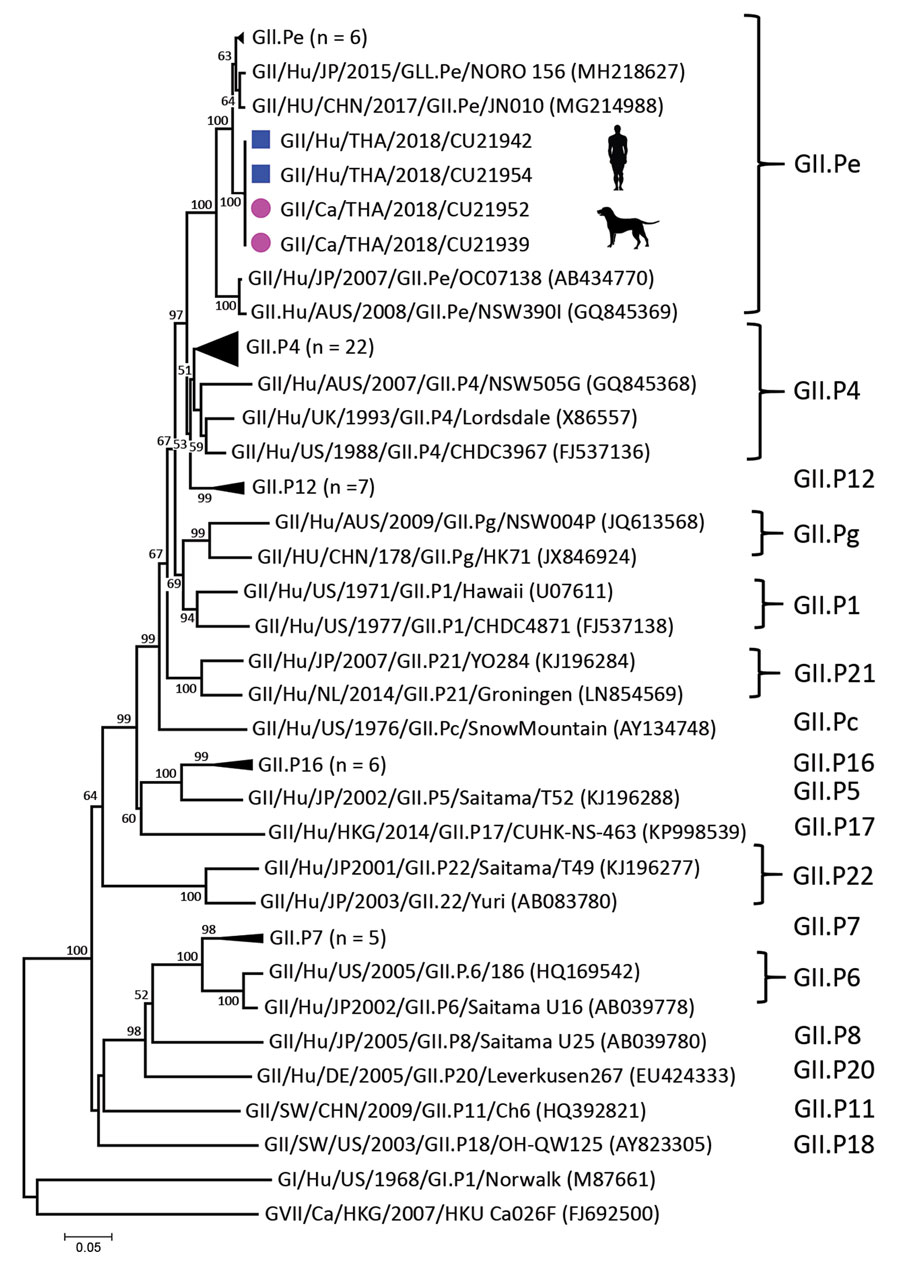 Phylogenetic tree of open reading frame 1 of canine noroviruses (purple dots) and human noroviruses (blue squares) from Thailand and reference sequences. Trees were constructed by using MEGA version 7.026 (https://www.megasoftware.net) with the neighbor-joining algorithm and bootstrap analysis with 1,000 replications. Numbers along branches are bootstrap values, and numbers on the right indicate genogroups. Scale bar indicates nucleotide substitutions per site. 