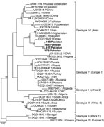 Thumbnail of Phylogeny of Crimean-Congo hemorrhagic fever virus, Pakistan, 2016–2017 (bold text), and reference viruses, based on partial small gene sequences. Numbers at branch nodes indicate bootstrap support values. GenBank accession numbers are provided for reference sequences. Scale bar indicates nucleotide substitutions per site.
