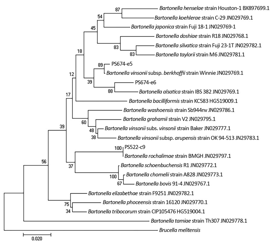 Phylogenetic relationships of Bartonella ssrA sequences detected in study of zoonotic Bartonella in rabbit fleas, Colorado, USA, compared with reference sequences. This tree was generated based on 253 bp by maximum likelihood and 1,000 bootstrap replicates using the Kimura 2-parameter evolutionary model with gamma-distributed rates among sites. Sample numbers are found in Table 2. GenBank accession numbers are indicated. Scale bar indicates nucleotide substitutions per site.