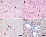 Photomicrographs of liver from human patient (A, C) and Callicebus spp. monkey (B, D) with full spectrum of yellow fever (YF)–associated lesions, Brazil. Midzonal necrosis with multiple Councilman-Rocha Lima bodies (arrows), mild steatosis, and hepatocytes with eosinophilic nucleoli (Torres body [Xs]) (hematoxylin and eosin stained). B) Necrosis/apoptosis (diffuse and panlobular), associated with multiple Councilman-Rocha Lima bodies (arrows) and a few remaining viable hepatocytes (arrowheads) in periportal area (hematoxylin and eosin stained). C) Positive, multifocal immunolabeling for YF antigen (arrowheads) (anti-YF, Warp red, counterstained with hematoxylin). D) Intense and diffuse immunolabeling for YF antigen (anti-YF, 3,3'-diaminobenzidine counterstaining with hematoxylin). Scale bars indicate 50 µm.