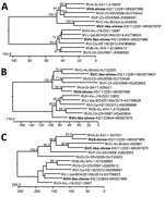 Thumbnail of Phylogenetic relationship of shrew rotaviruses (bold), Germany, 2011–2012, with RVA–RVJ determined by using the deduced amino acid sequences of virus protein 1 (A), virus protein 6 (B), and nonstructural protein 5 (C). Trees were constructed by using a neighbor-joining method implemented in the MegAlign module of DNASTAR (https://www.dnastar.com) and a bootstrap analysis with 1,000 trials and 111 random seeds. Bootstrap values of >50% are shown. The rotavirus species, host, strai