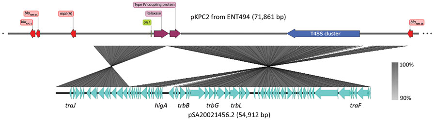 Main features of pKPC2 from Klebsiella pneumoniae isolate ENT494, Singapore, 2013, and comparison with pSA20021456.2. Image was generated by using SnapGene Viewer (https://www.snapgene.com) and Easyfig (https://github.com/mjsull/Easyfig). KPC, Klebsiella pneumoniae carbapenemase; oriT, origin of transfer; T4SS, type IV secretion system.