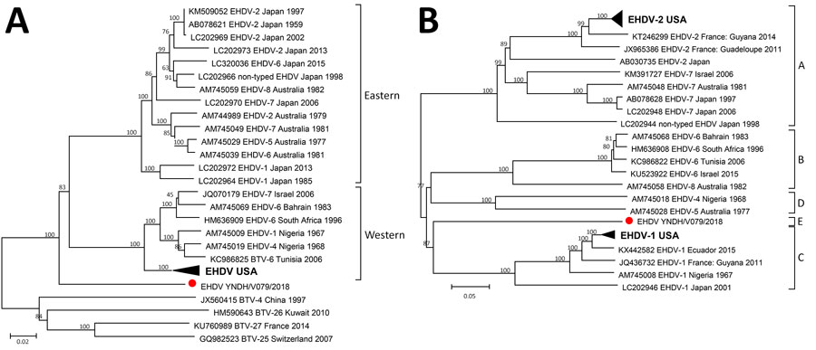 Phylogenetic analyses of EHDV based on segment 3 (A) and segment 2 (B) of YNDH/V079/2018 from Mangshi County, Yunnan Province, China (red dot), compared with other global EHDV isolates. The following convention was used to identify sequences: GenBank accession no., EHDV-serotype, country, isolation year. Eastern and Western topotypes of segment 3 and A−D groups of segment 2 were assigned as described by Anthony et al. (2,10); a distinct segment 2 group of the strain YNDH/V079/2018 isolated in China (2) is marked as group E. The nontyped strain from Japan isolated in 1998 is included in accession nos. LC202966 and LC202944 (4). We did not include the nontyped strain from South Africa, due to the lack of sequence information in GenBank. BTV strains were used as the outgroups. Number at each branch indicates a bootstrap value. Scale bars indicate nucleotide substitutions per site. BTV, bluetongue virus; EHDV, epizootic hemorrhagic disease virus.