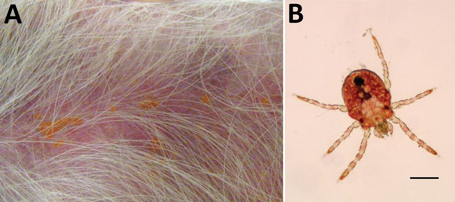 Larval Neotrombicula inopinata mites on a dog with severe neurologic symptoms, Spain. A) N. inopinata mites attached to the abdomen of the dog. B) Microscopic image of N. inopinata larva. Scale bar indicates 100 μm.