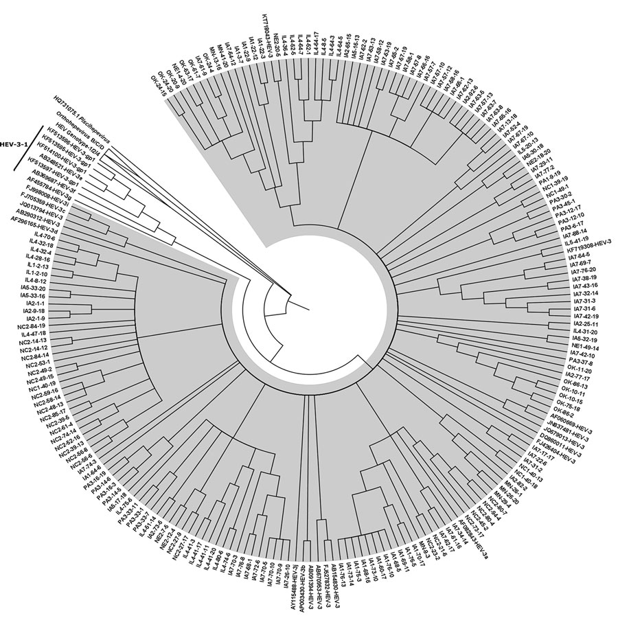 Phylogenic tree of the capsid gene region of reference HEV-1, HEV-2, HEV-3, and HEV-4 strains within species Orthohepevirus A, representative HEV strains from species Orthohepeviruses B, C, and D, as well as the cutthroat trout virus in the genus Piscihepevirus. The phylogenetic analysis was performed by using MEGA6 software (http://www.megasoftware.net) and the maximum-likelihood bootstrap method based on the Tamura-Nei model (1). The figure represents a cladogram. The HEV-3abchij sequences bel