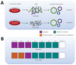 Thumbnail of Time required to detect antimicrobial resistance markers in Bacillus anthracis strain Ba0914 by using WGS and summary of assembly results. A) Comparison of time to complete rapid nanopore (MinION) and short-read (iSeq) sequencing laboratory workflows. Workflows include DNA extraction, library preparation, WGS, and bioinformatics analysis. B) Comparison of nanopore-based and short-read sequencing–based data used to assemble the B. anthracis chromosome and plasmid sequences and to det